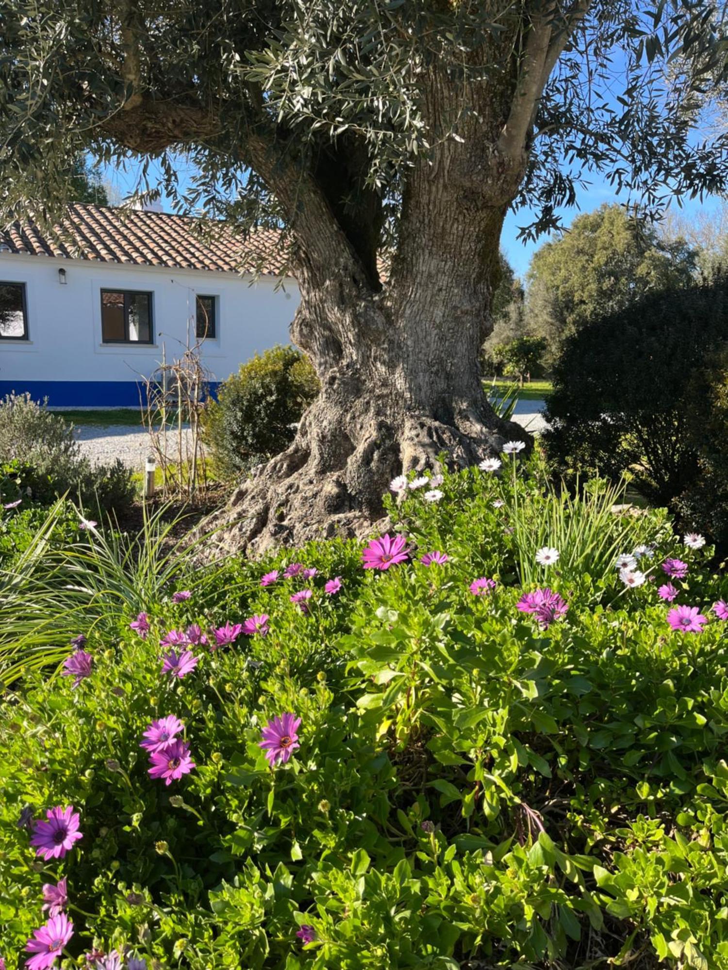 Quinta Do Faisco Villa Évora Exterior foto
